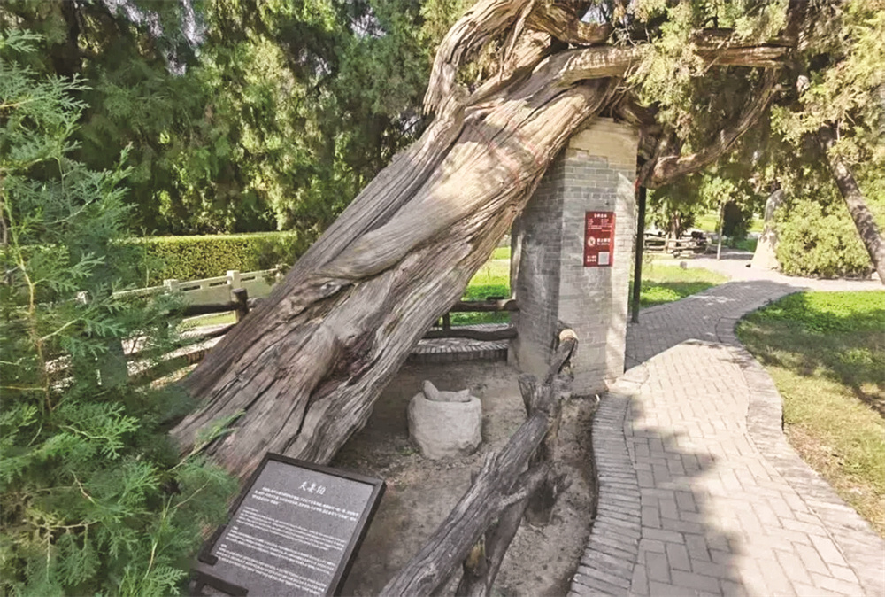 我市舜帝陵廟“活柏抱死柏”“連理柏”入選首批“國(guó)保單位?古樹(shù)名木”協(xié)同保護(hù)名錄